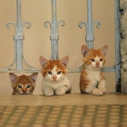 kedi, kitten, cat