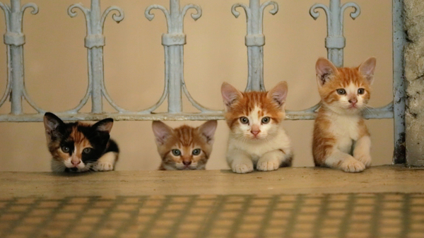 kedi, kitten, cat