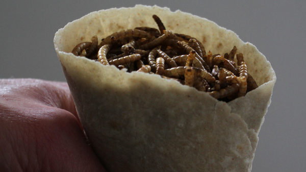 Insect Tasting Workshop