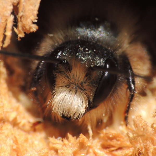 Bee Hotel Making Workshop