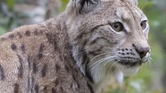 Close-up of a Eurasian lynx with spotted fur and tufted ears, gazing toward the camera in a blurred forest setting.