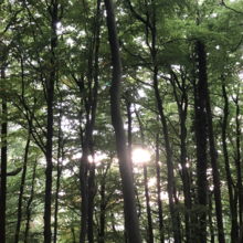 An image of a forest, with the sun poking through the trees. 
