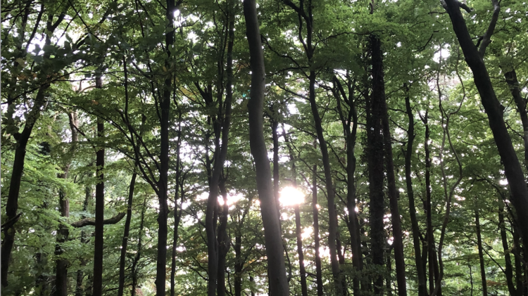 An image of a forest, with the sun poking through the trees. 