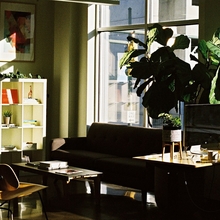 An image of a front room, with shelves, a desk and a large house plant in the foreground. 
