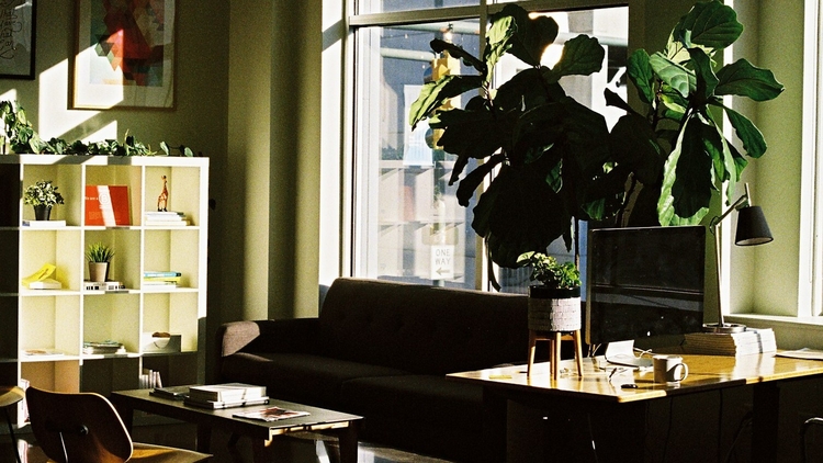 An image of a front room, with shelves, a desk and a large house plant in the foreground. 