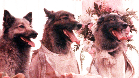 The Company of Wolves