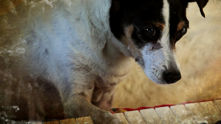 Heart of a Dog