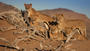 UK Premiere: Vanishing Kings: Lions of the Namib