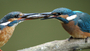 Returning: Kingfisher