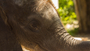 Double Bill: An Elephant's Tale: The Matriarch | Naledi: A Baby Elephant's Tale + Q&A
