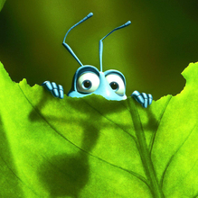 Bugs on Film