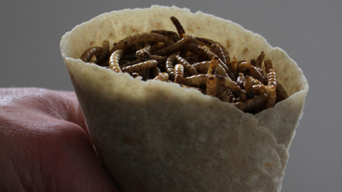 Insect Tasting Workshop