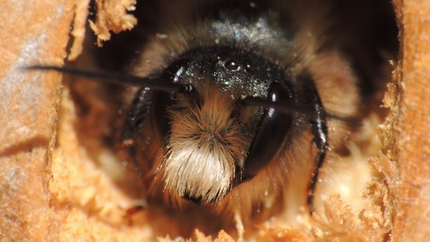 Bee Hotel Making Workshop