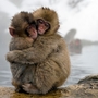 Wildscreen 2014 - monkeys