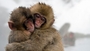 Wildscreen 2014 - monkeys