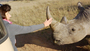 15 Ways / Arboraceous / We Are Rhino