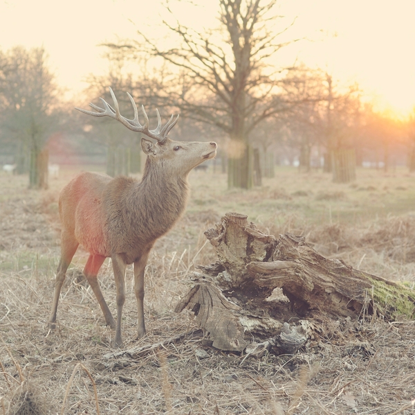 Wildlife and Mozart