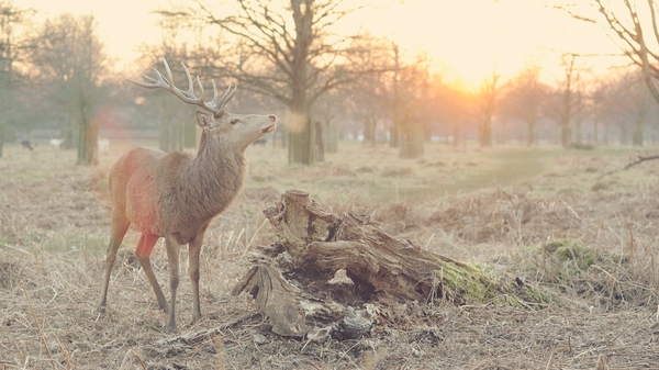 Wildlife and Mozart