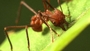 Wildlife/Sophisticated Farms - Leafcutter Ants - leaf