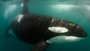 Killer Whales: Beneath the Surface + Q&A