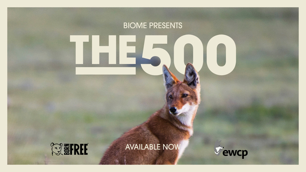 VR Theatre 4: The 500
