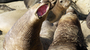 Elephant Seals - California Coast + West Coast Adventure + Q&A - 2