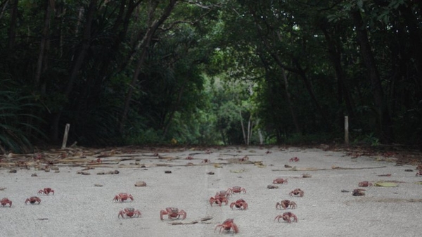 Island of Hungry Ghosts