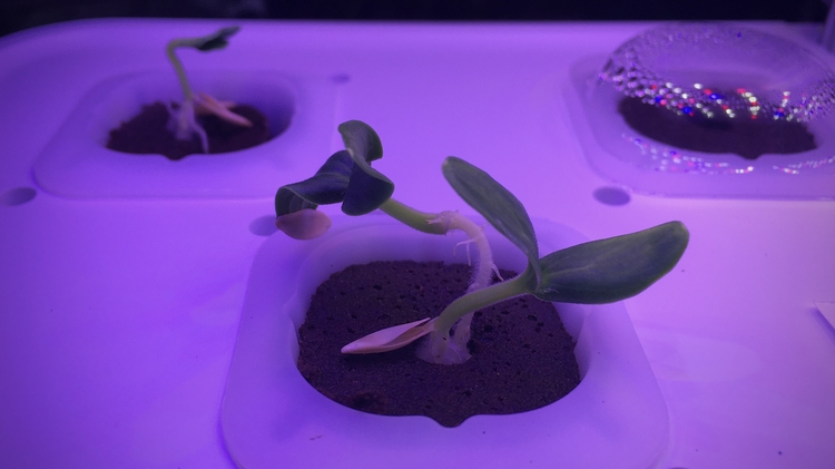 HydroPoetics - Reimagining hydroponic systems