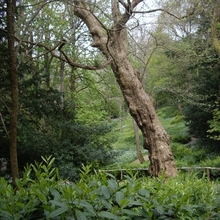 Festival of Ideas Nature Writing Day - tree