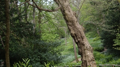 Festival of Ideas Nature Writing Day - tree
