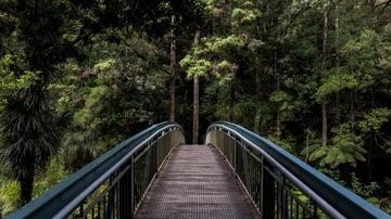 Nature, creativity and coaching