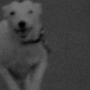 Film on Film: A Dog Called Discord (35mm) + Meshes in The Afternoon (16mm)