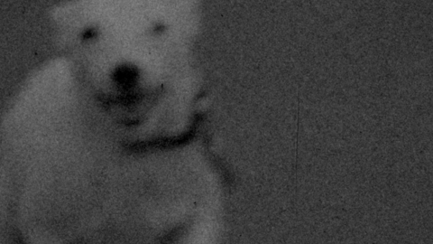Film on Film: A Dog Called Discord (35mm) + Meshes in The Afternoon (16mm)