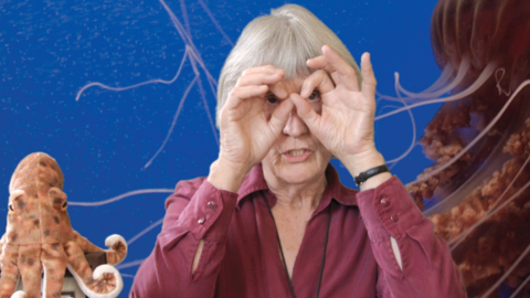Donna Haraway: Story Telling for Earthly Survival + Essay film