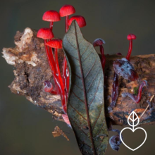 Fungi: The Web of Life