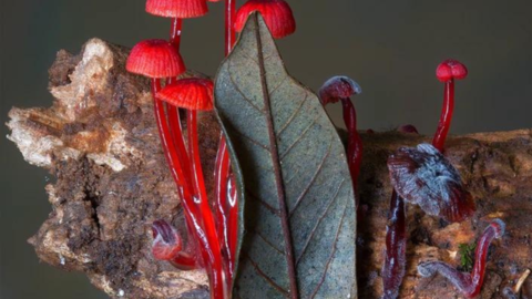 Fungi: The Web of Life