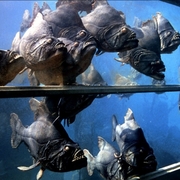 Piranha