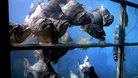 Piranha