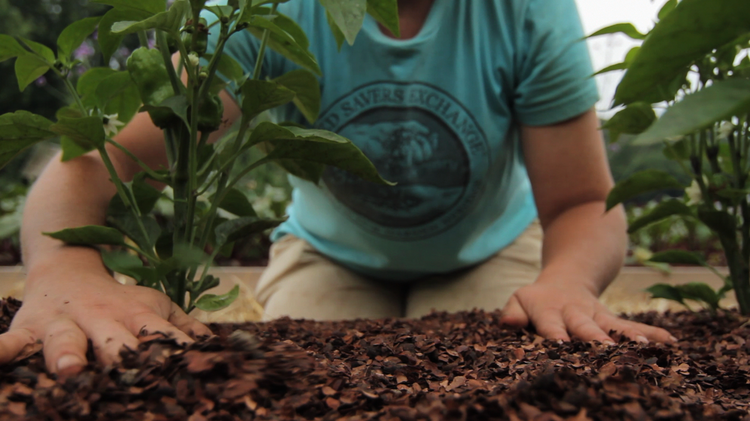 Seeds Of Time - planting