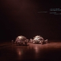 Image of two AI-powered robotic tortoises.