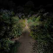 A beautiful green forset with a pathway in the middle.