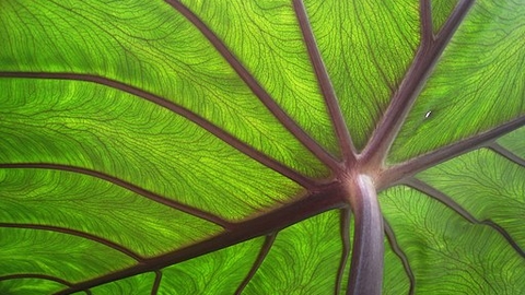Nature vs AI
