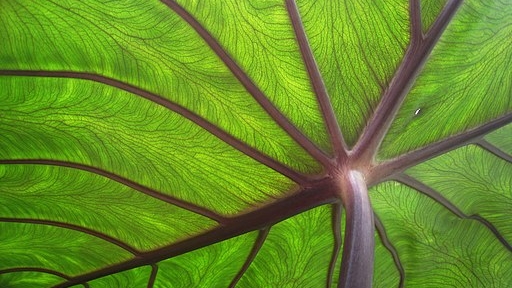 Nature vs AI