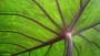 Nature vs AI
