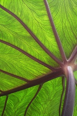 Nature vs AI