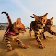 Three playful Bengal kittens in harnesses explore a sandy beach under a clear sky, their unique spotted coats shimmering in the sunlight.