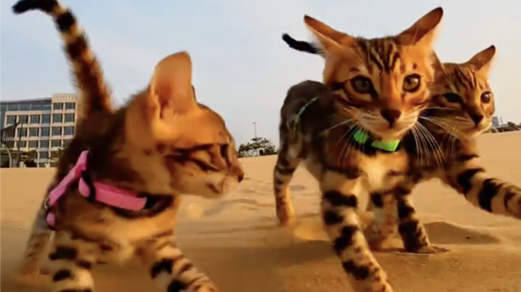 Three playful Bengal kittens in harnesses explore a sandy beach under a clear sky, their unique spotted coats shimmering in the sunlight.