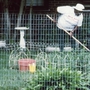 A person in a white shirt gardens within a fenced area, with a chicken nearby and various plants in a suburban yard.