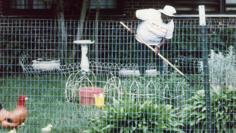A person in a white shirt gardens within a fenced area, with a chicken nearby and various plants in a suburban yard.