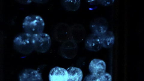 A microscopic image of blue algae cells against a black backdrop. They glow with a blue luminescence. 
